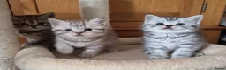 British Shorthair cats for sale: Gorgeous British Shorthair kittens  - Advert 5