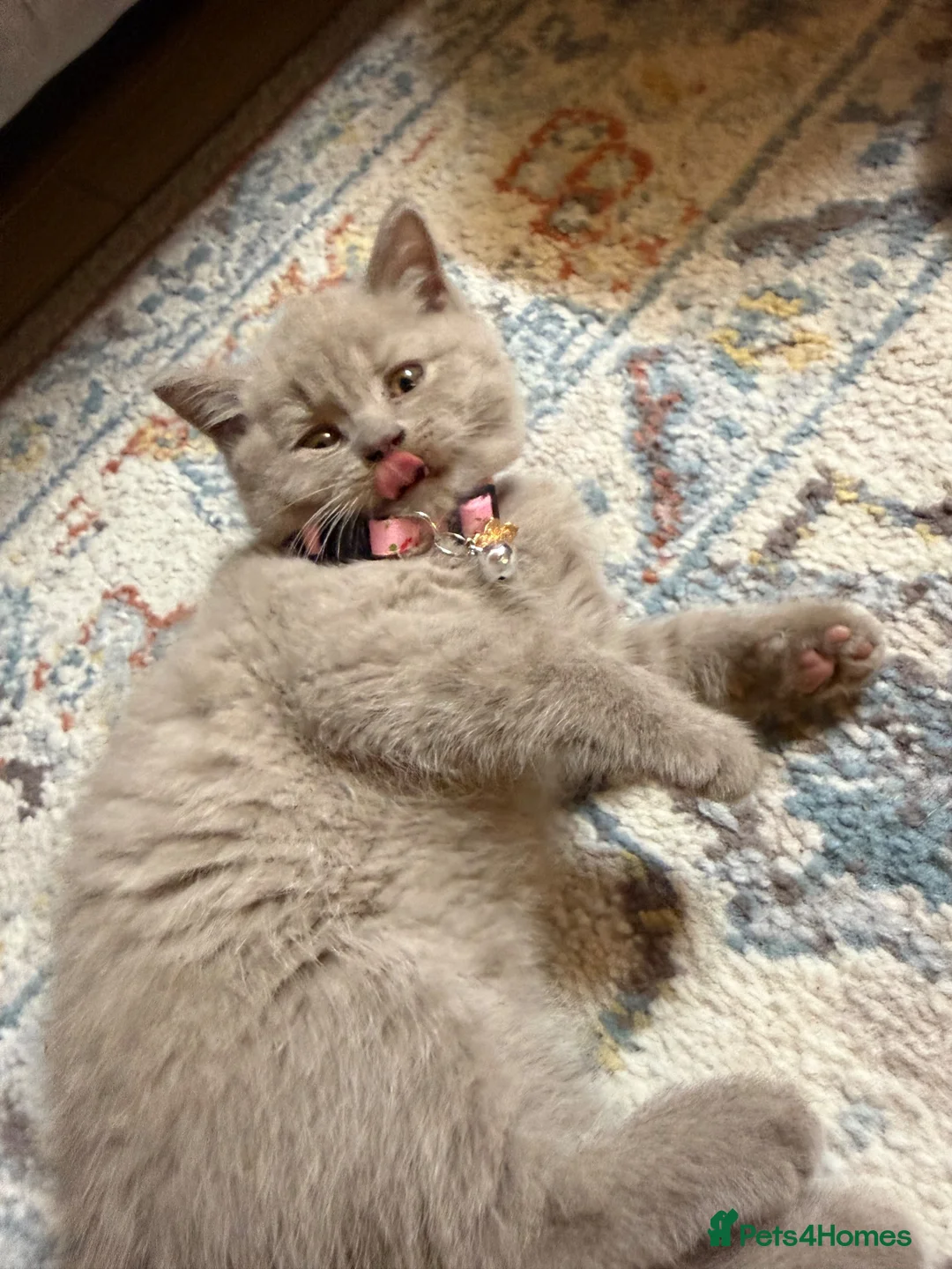 British Shorthair cats for sale: 2 beautiful British shorthair kittens for sale! - Advert 6