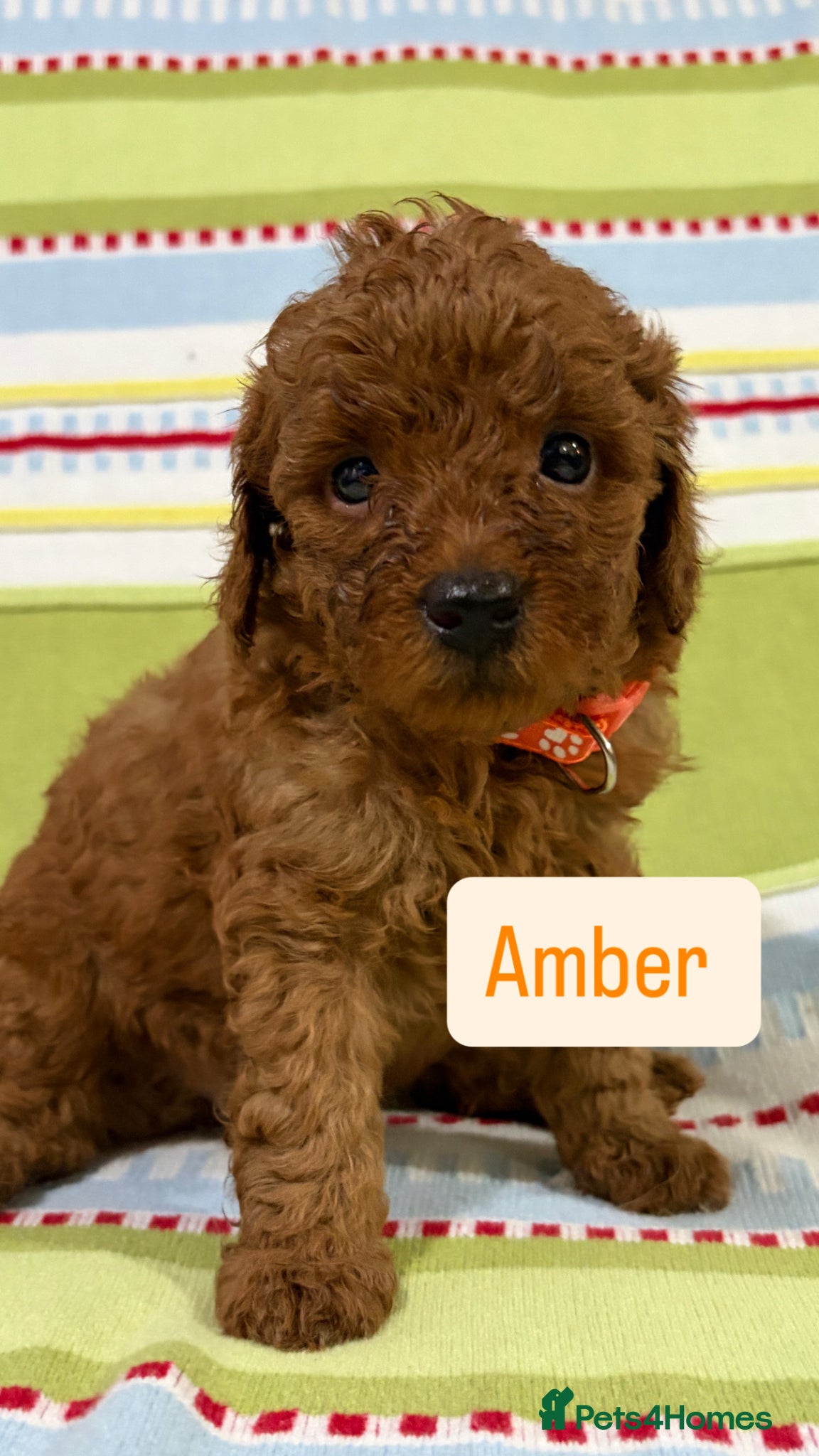 Toy Poodle dogs for sale: KC REGISTERED toy poodle puppies - Advert 13