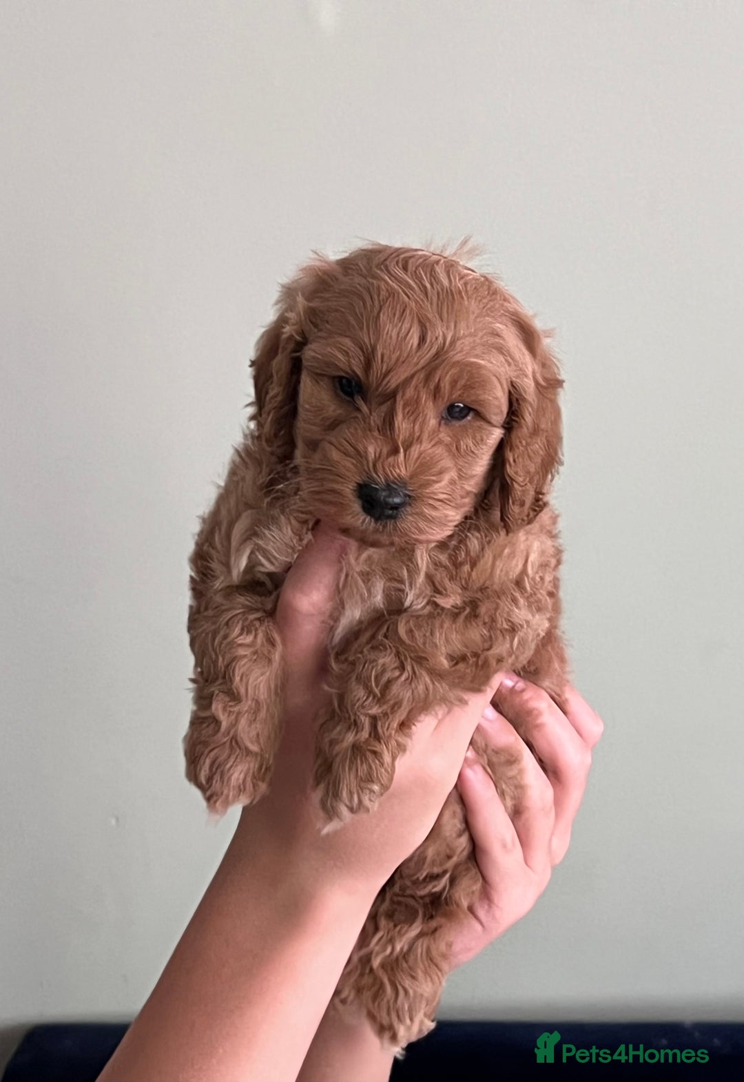 Cockapoo dogs for sale: Beautiful cockerpoo F1B - Image 4
