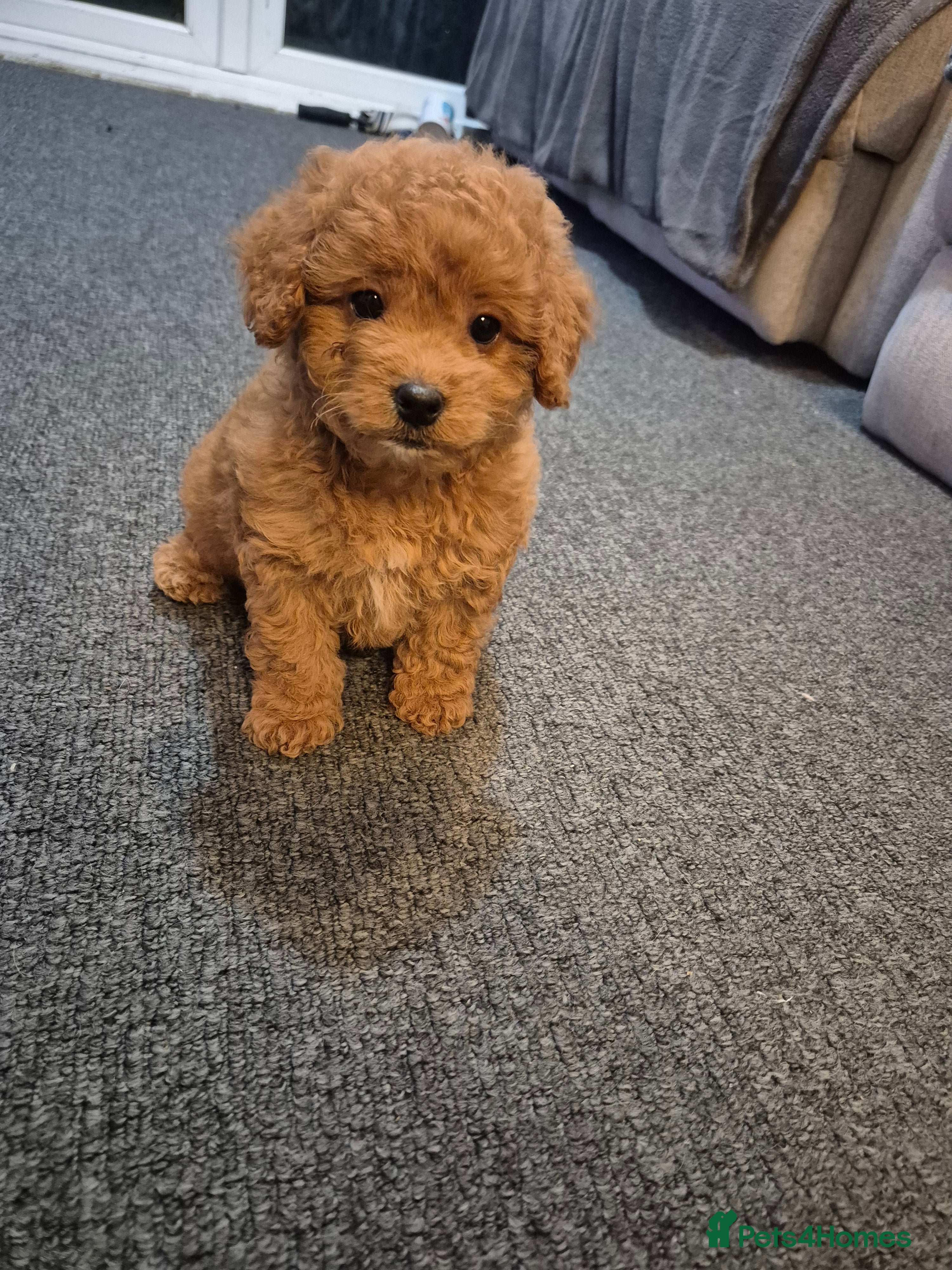 Cavapoo dogs Beautiful F1B fox red Cavapoo Puppies - Advert 5