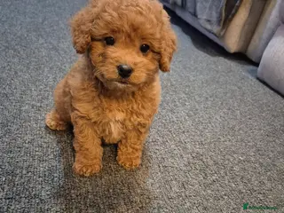 Cavapoo dogs Beautiful F1B fox red Cavapoo Puppies - Advert 2