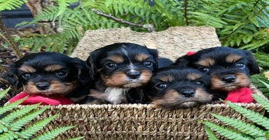 Cavalier King Charles Spaniel dogs - Advert 6