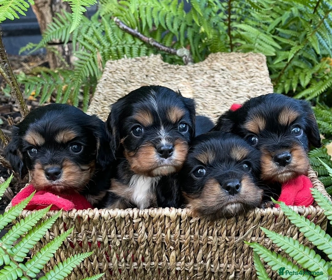 Cavalier King Charles Spaniel dogs for sale: Stunning KC registered Cavalier puppies  - Image 3
