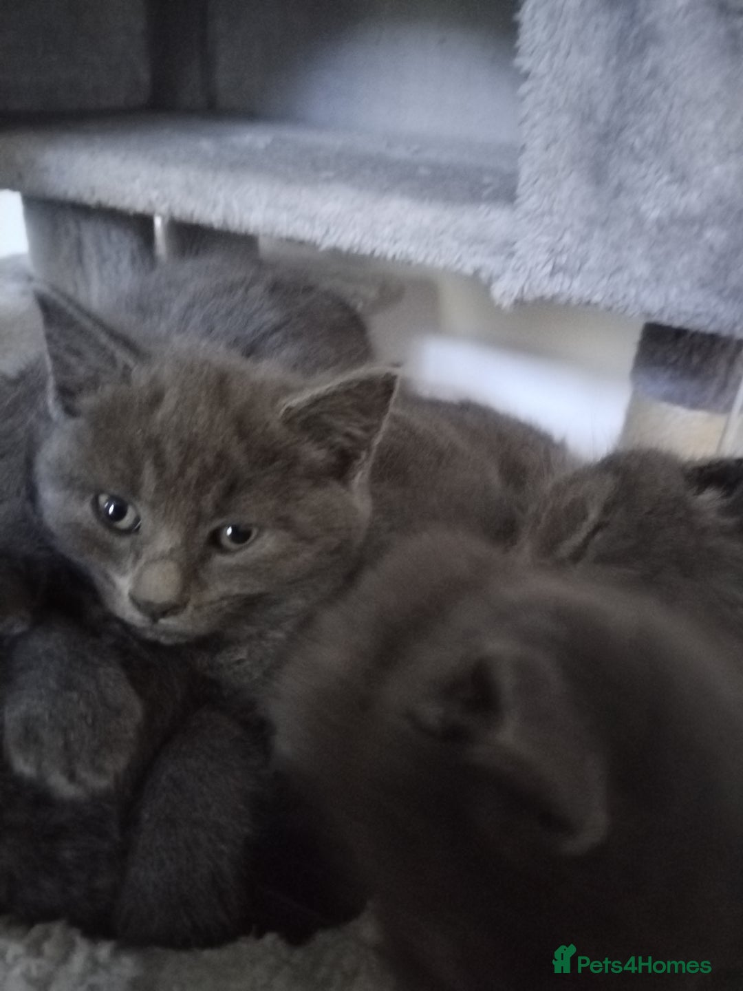 Russian Blue cats for sale: Russian blue Purebred kittens in Peterborough - Image 2