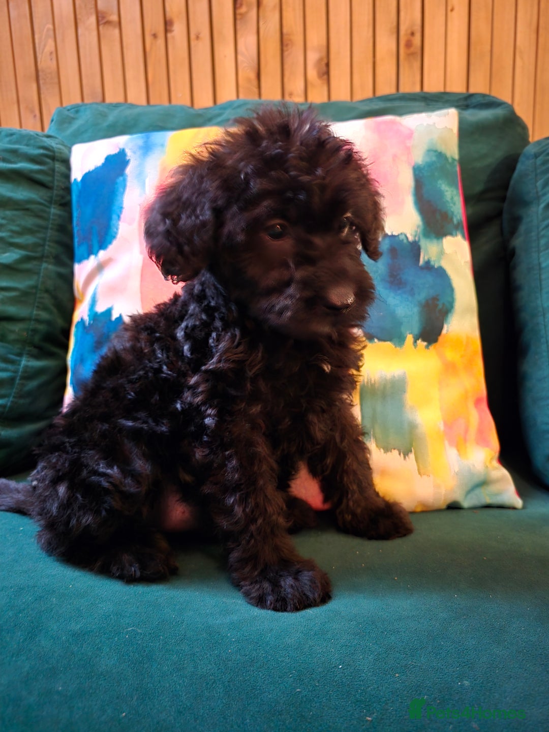 Labradoodle dogs for sale: Ready to go! gorgeous Teddy-Labradoodles - Advert 29