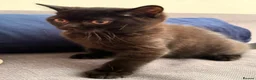 British Shorthair cats for sale: Gccf register British shorthair ready to go! - Advert 4