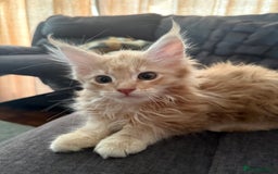 Maine Coon cats for sale: Pedigree fluffy Maine coon kittens - Image 5