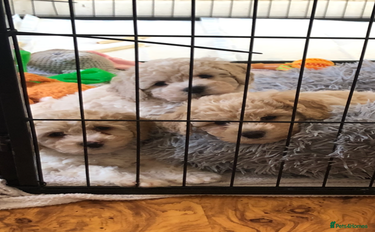 Poochon dogs - Advert 1