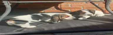 Basset Hound 2