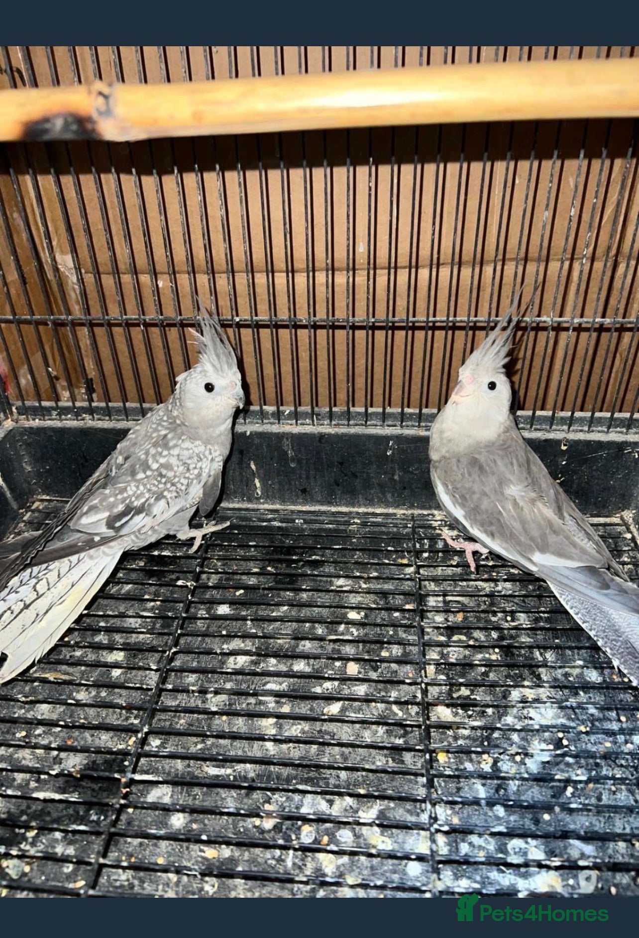 Cockatiels birds Cockatiel  - Advert 23