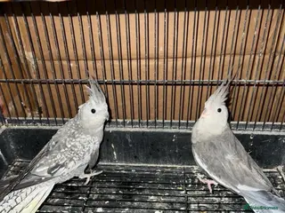 Cockatiels birds Cockatiel - Advert 23