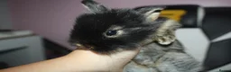 Mixed Breed rabbits for sale: Multiple rabbits (see description for info) - Advert 8
