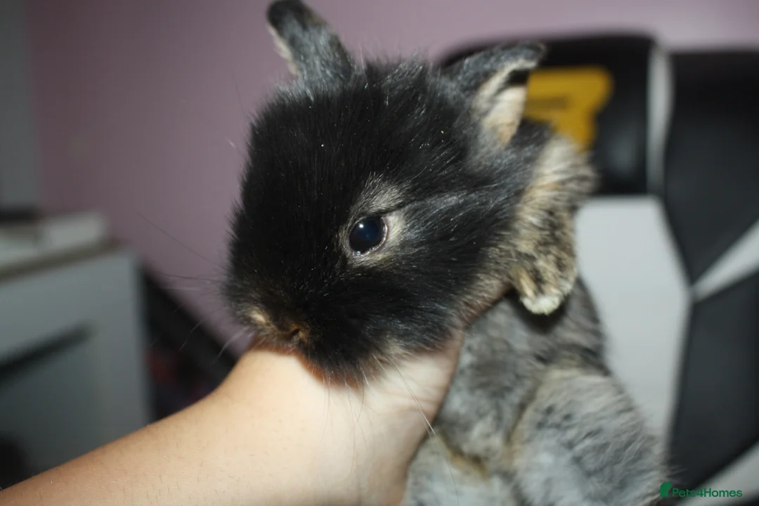 Mixed Breed rabbits for sale: Multiple rabbits (see description for info) - Advert 8