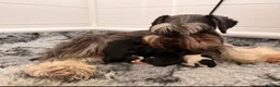 Miniature Schnauzer dogs for sale: KC BVA/MAC Health Tested Miniature Schnauzers  - Advert 5