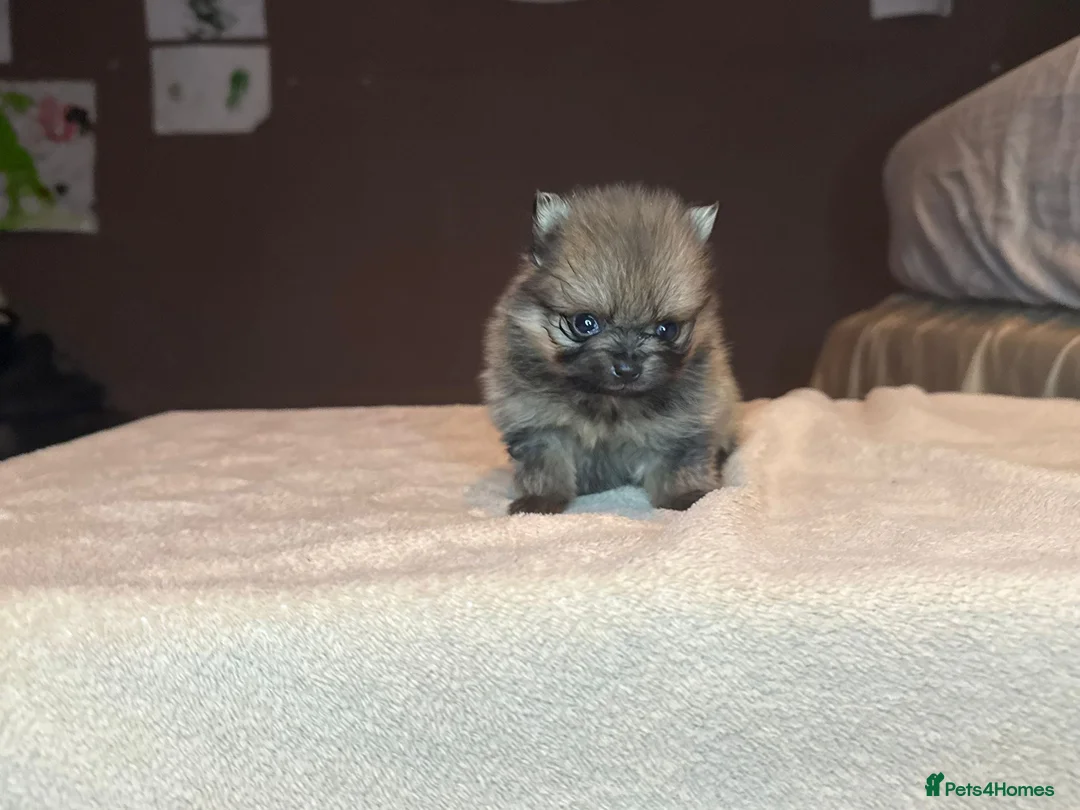 Pomeranian dogs for sale: 🐾 Adorable Merle Pomeranian Puppies for Sale 🐾 - Advert 32