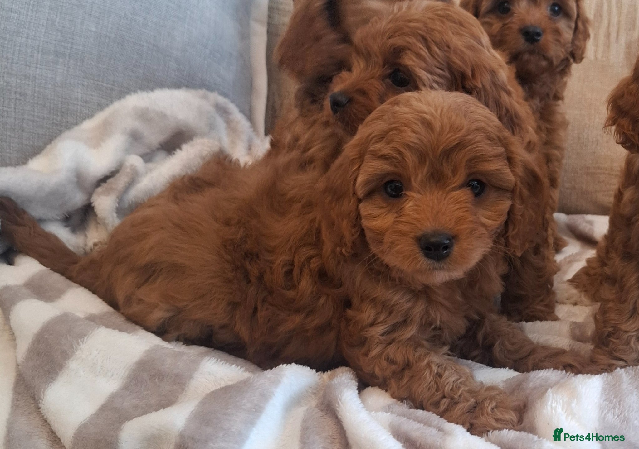 Cavapoo dogs F1 Teddy bear cavapoo. Extensively health tested - Advert 2