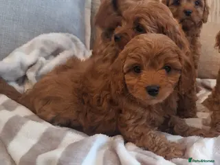 Cavapoo dogs F1 Teddy bear cavapoo. Extensively health tested - Advert 2