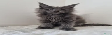 Maine Coon 1
