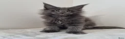 Maine Coon cats for sale: King size Purebred Maine Coon kittens  - Advert 29