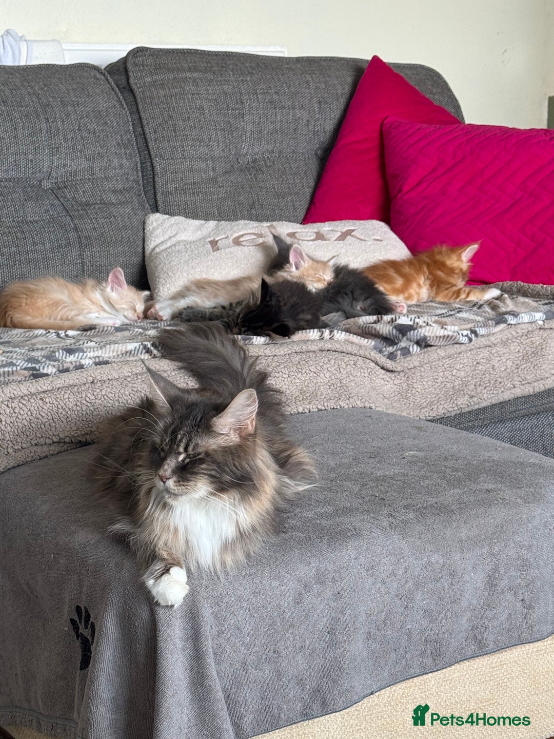 Maine Coon cats for sale: Xl Beautiful Mainecoon kittens for sale - Image 15
