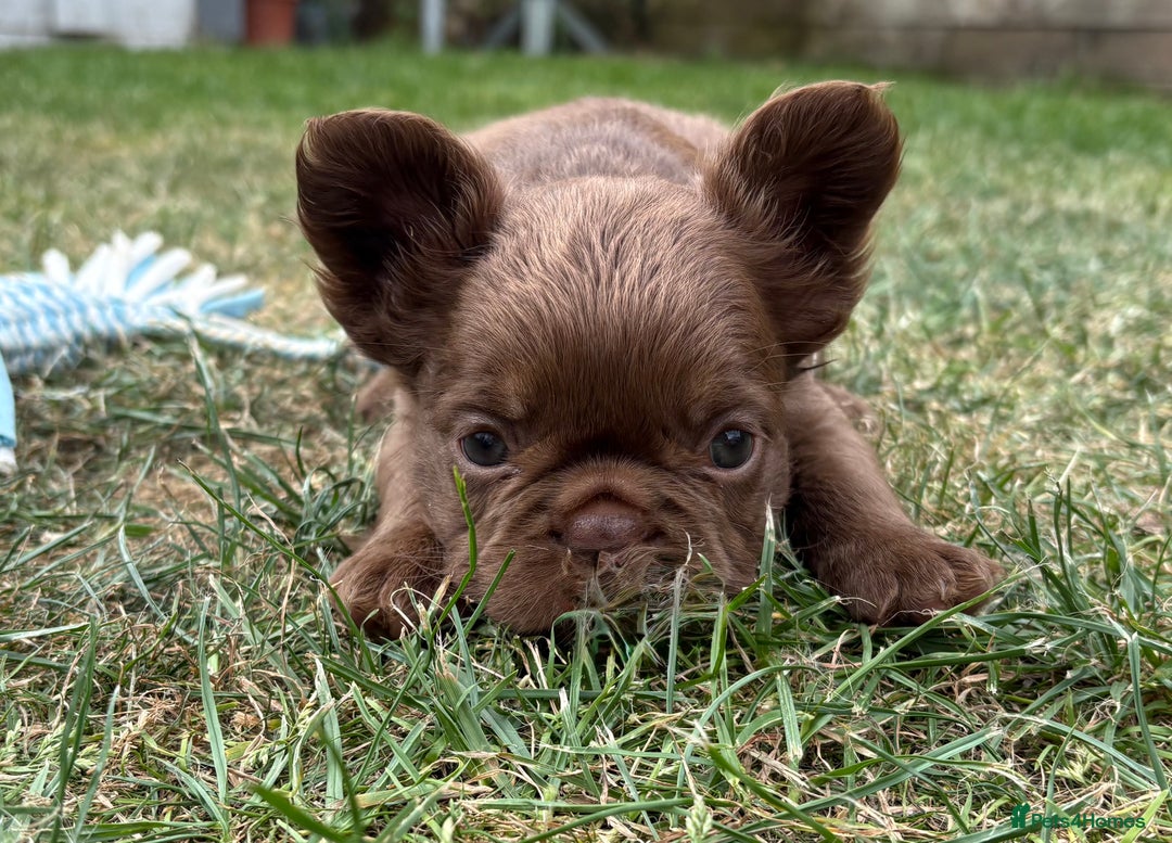 French Bulldog dogs for sale: *Fluffy French Bulldog Pups-4 reserved* - Image 30