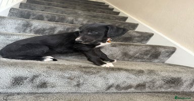 Mixed Breed dogs - Advert 6
