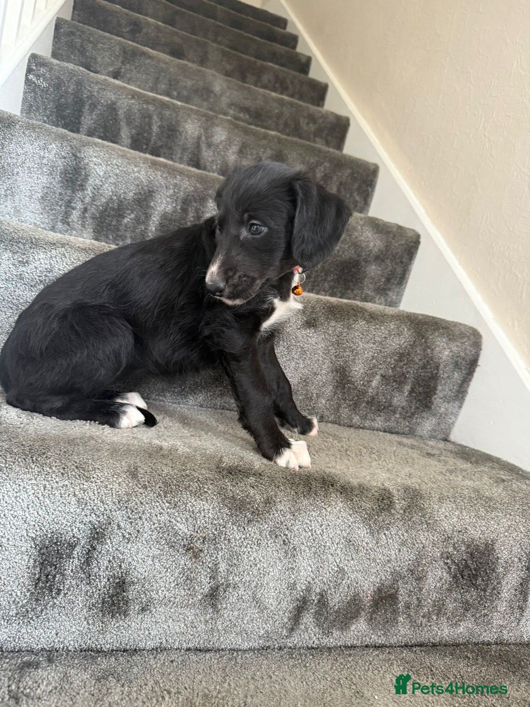 Mixed Breed dogs for sale: Lurcher puppies  - Image 3