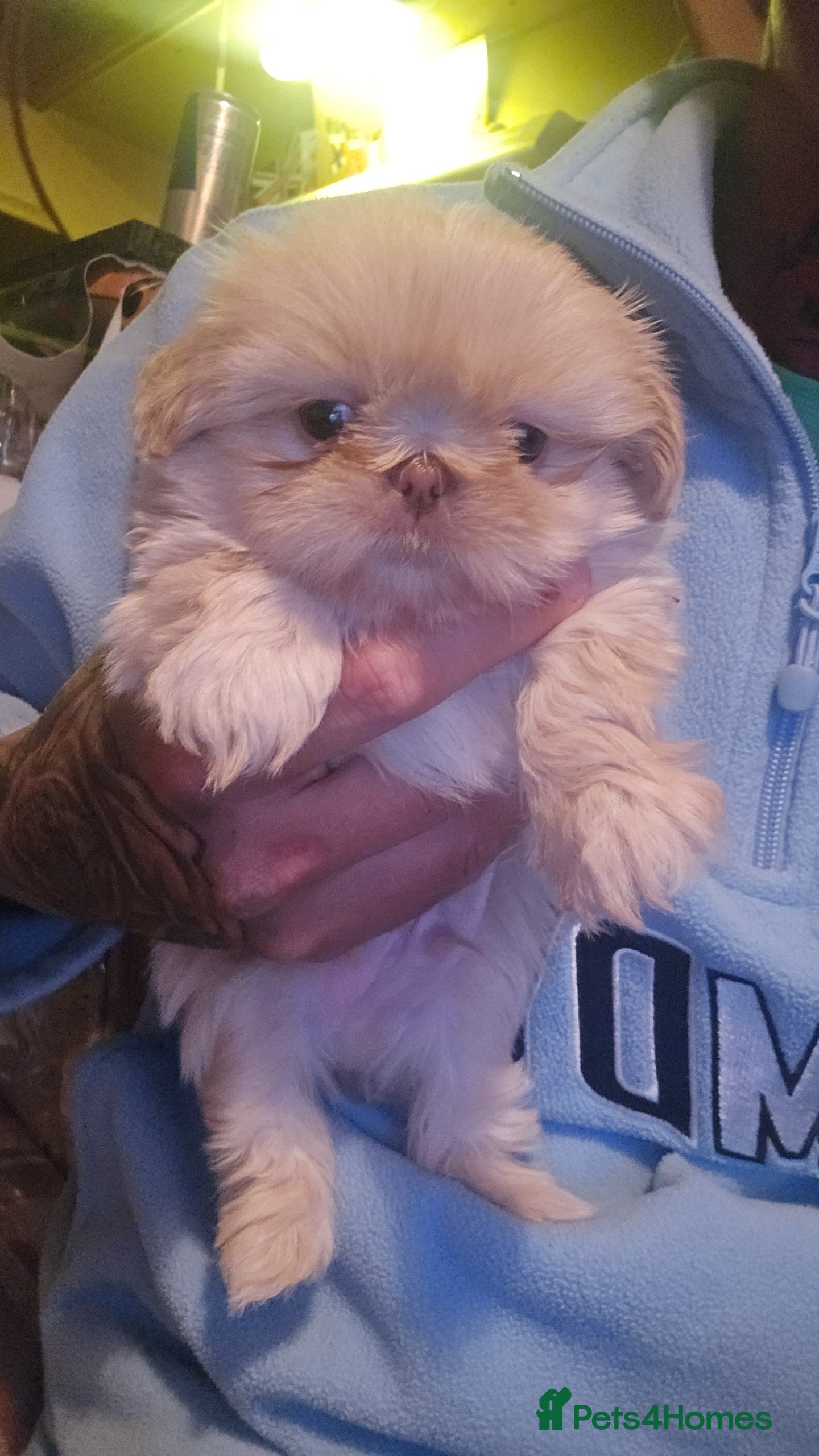 Shih Tzu dogs Gorgeous Imperial boy looking for his new family - Advert 9