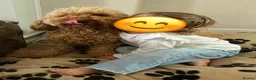 Cavapoochon dogs for sale: Beautiful Cavapoochon Puppies for sale - Advert 4