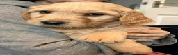 Goldendoodle dogs for sale: Australian Golden Doodle Puppies - READY NOW - Advert 29