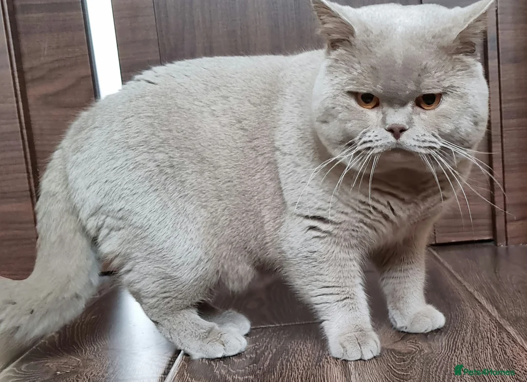 British Shorthair cats for stud: GCCF Reg. Stunning BSH Lilac Stud 🐈 in Derby - Advert 4