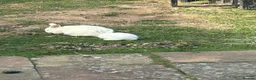 New Zealand rabbits for sale: Rabbit - New Zealand White in Inverness - Advert 4