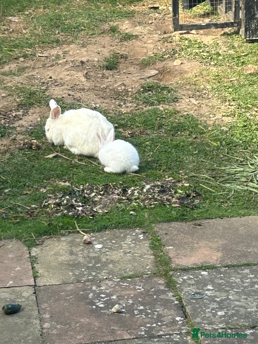 New Zealand rabbits for sale: Rabbit - New Zealand White in Inverness - Advert 4