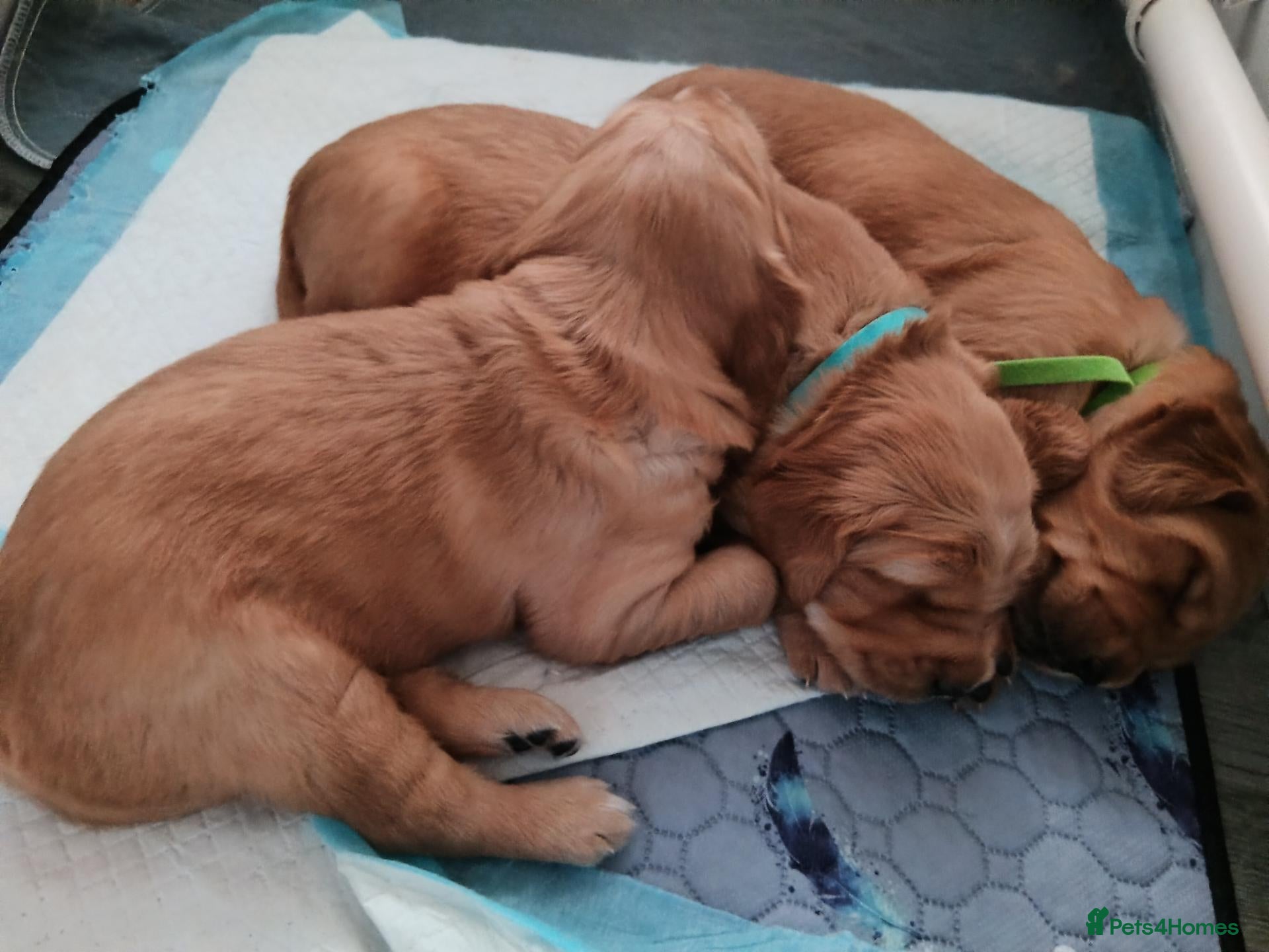 Golden Retriever dogs KC reg Red Golden retriever fully healthy tested - Advert 8