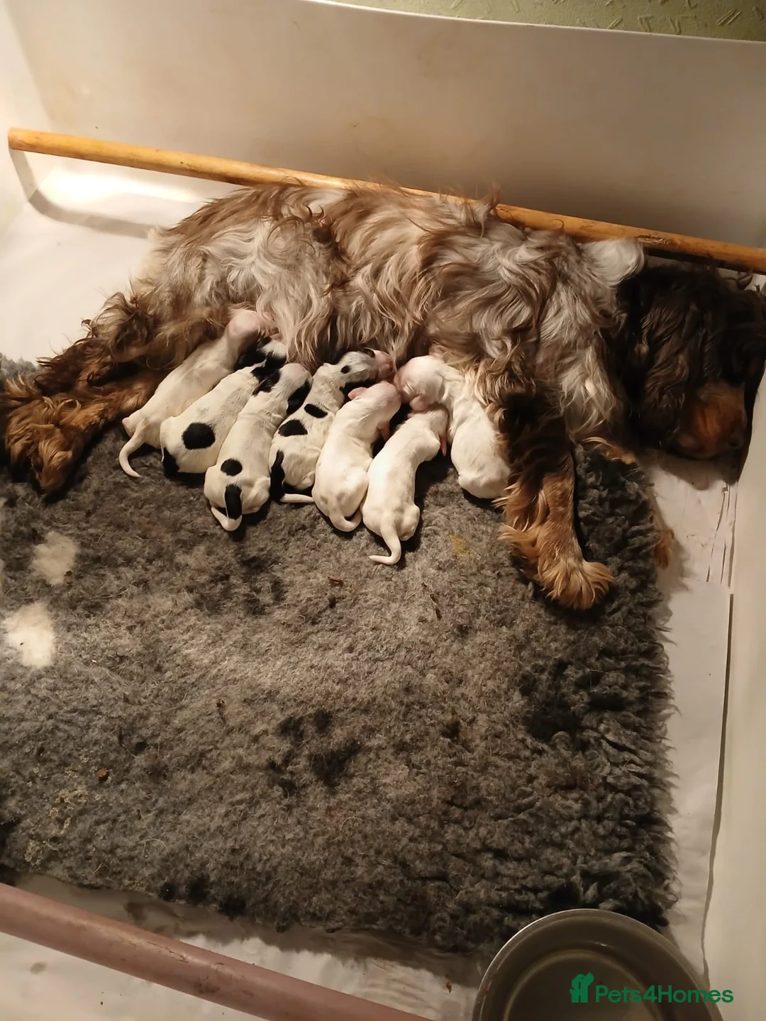 Cocker Spaniel dogs for sale: Show Type cocker spaniels  - Advert 1