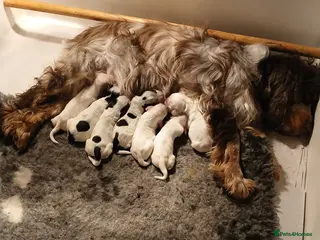 Cocker Spaniel dogs Show Type cocker spaniels - Advert 1