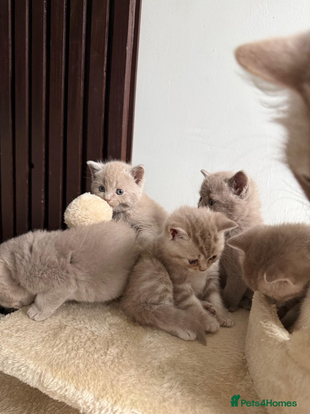 British Shorthair cats for sale: Beautiful British Shorthair kittens 3 Boys 2 Girls - Advert 8