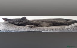 British Shorthair cats for sale: First Litter British Shorthair Pedigree Breed Blue - Image 2