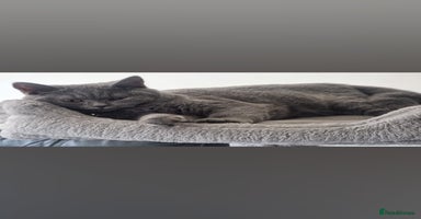 British Shorthair cats First Litter British Shorthair Pedigree Breed Blue - Advert 3