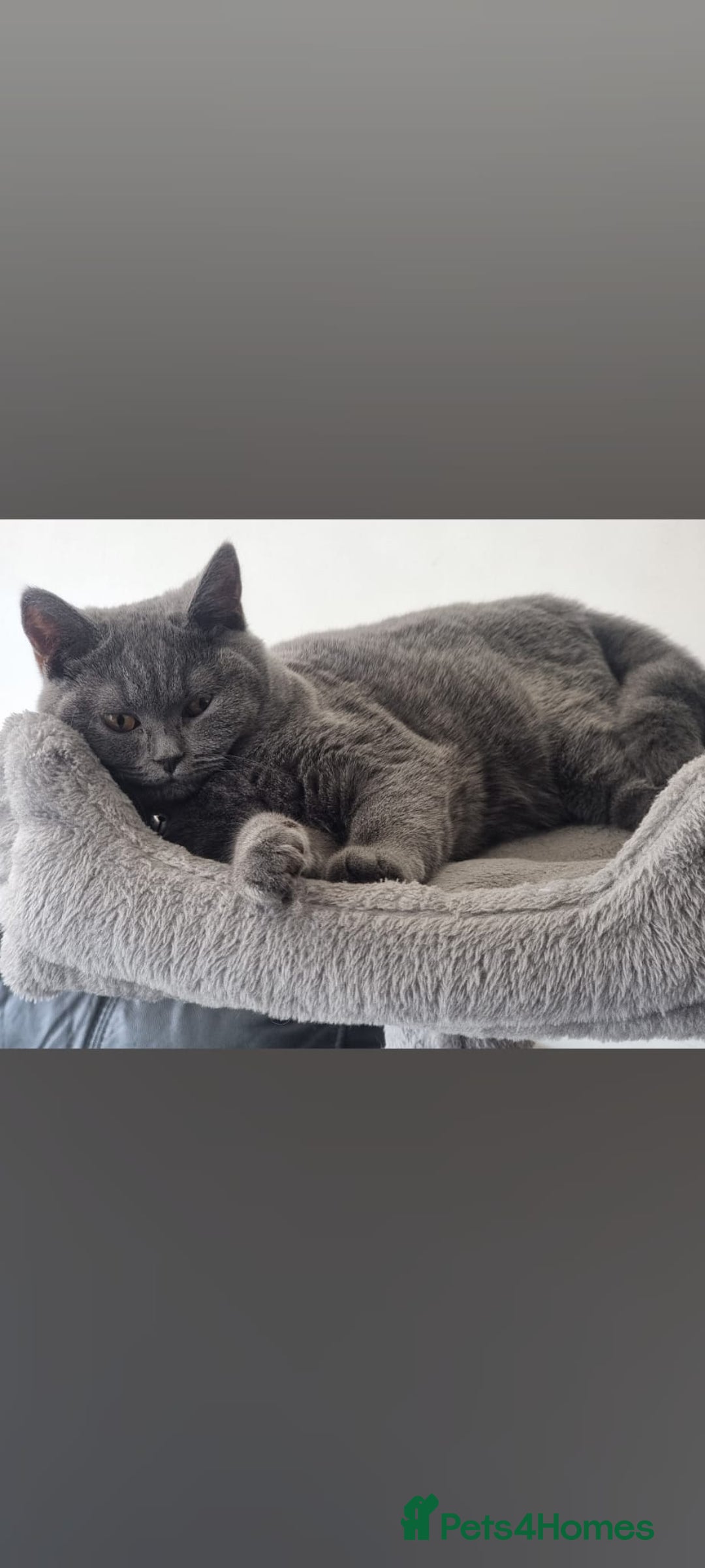 British Shorthair cats for sale: First Litter British Shorthair Pedigree Breed Blue - Image 2