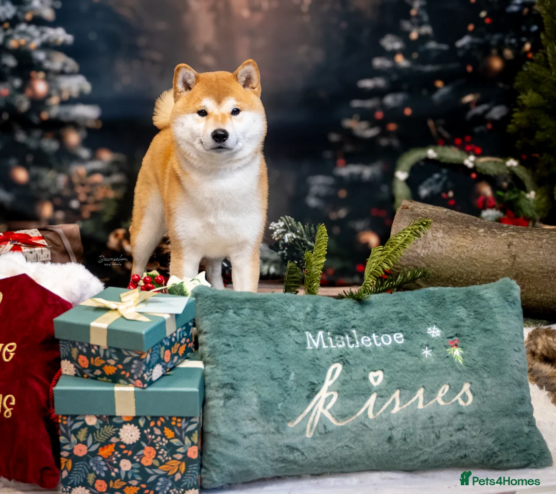 Japanese Shiba Inu dogs for stud: Champion bloodline health tested Shiba Inu (stud) - Advert 1
