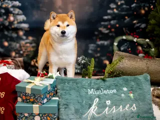 Japanese Shiba Inu dogs Champion bloodline health tested Shiba Inu (stud) - Advert 4