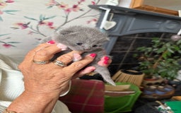 British Shorthair cats for sale: 6 Gorgeous British Shorthairs for sale  - Image 3