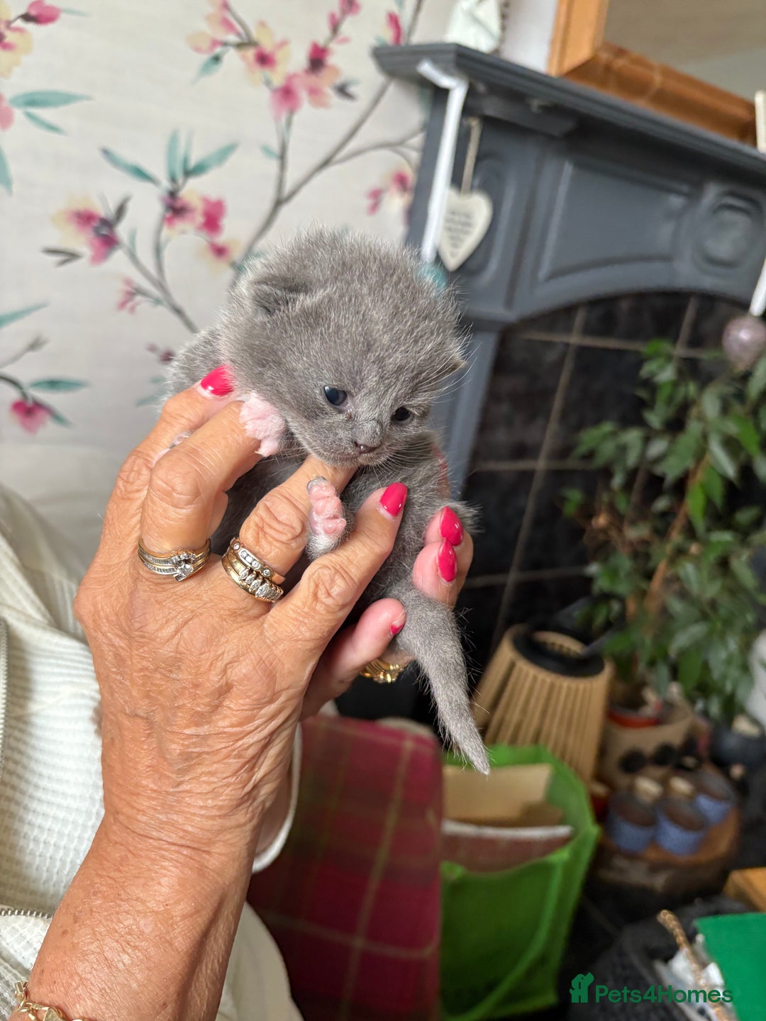 British Shorthair cats for sale: 6 Gorgeous British Shorthairs for sale  - Image 3