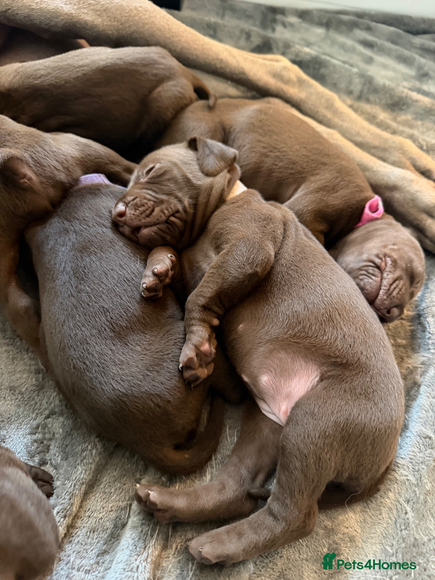 Mixed Breed dogs Beautiful Vizmaraner - Advert 1