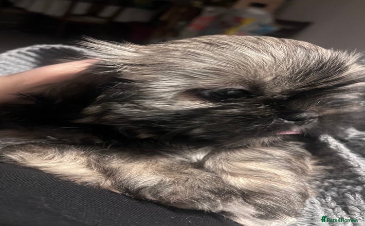 Shih Tzu dogs - Advert 4