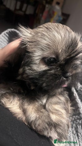 Shih Tzu dogs - Advert 4