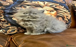 Persian cats for sale: Stunning blue Persians kittens ready to go  - Image 5