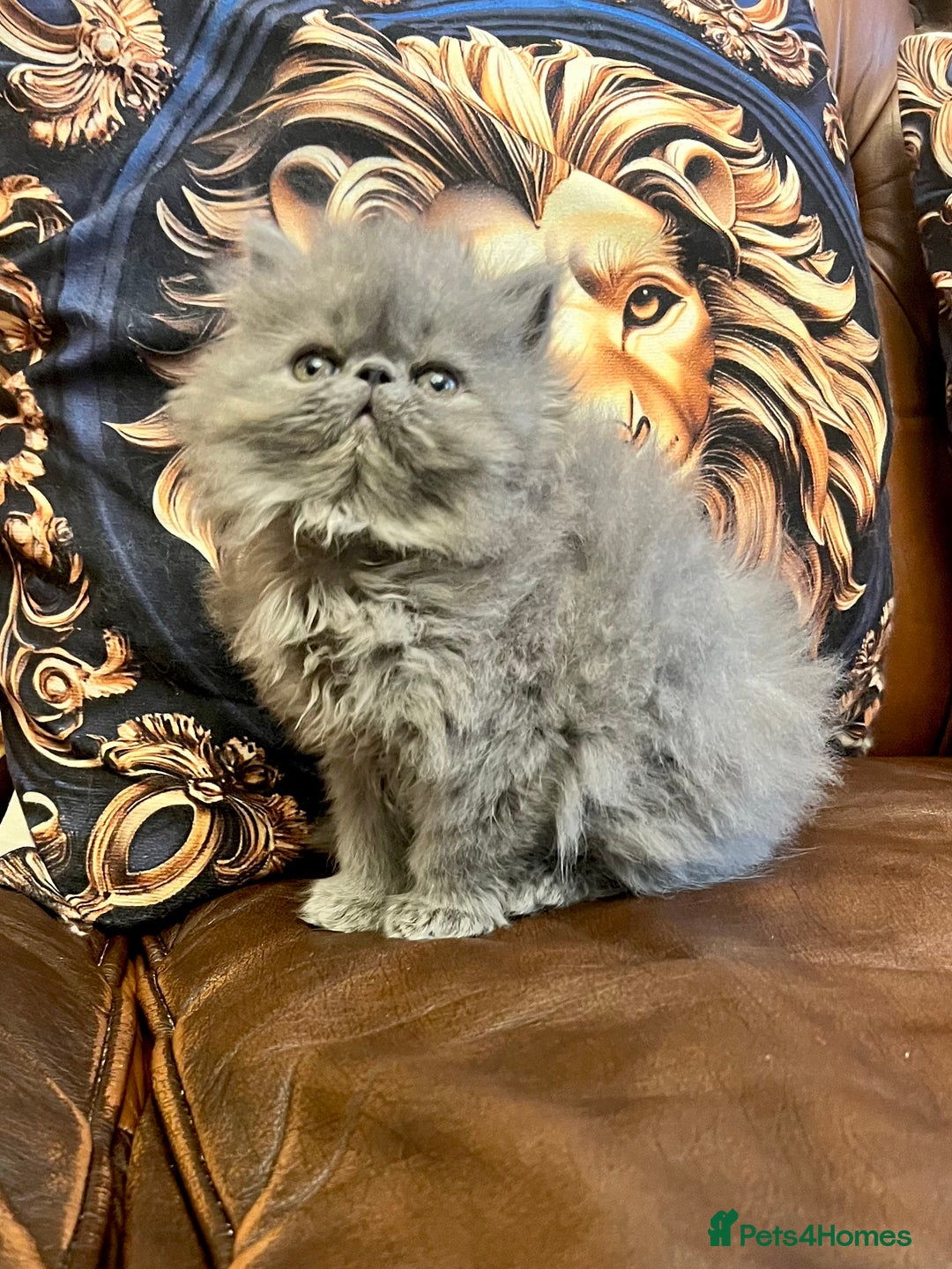 Persian cats for sale: Stunning blue Persians kittens ready to go  - Image 5